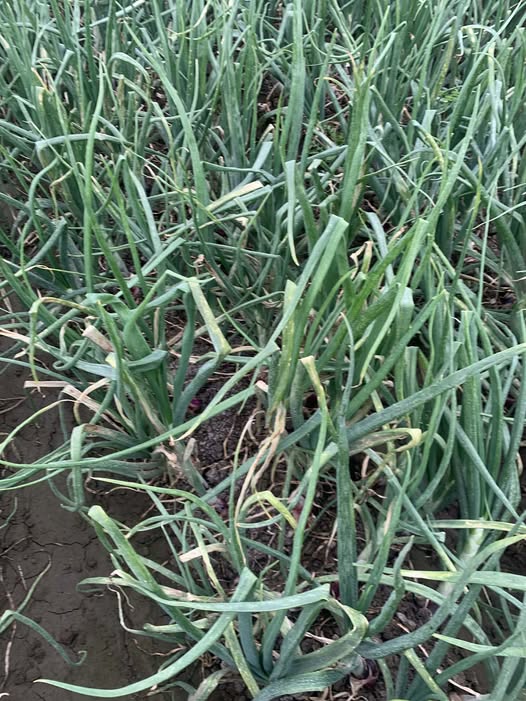 ممكن تشخيص والعلاج المناسب عمر 110 يوم